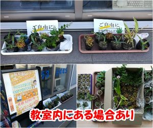 植物好きな人、ご自由に錘帰りください