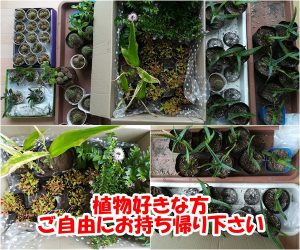 植物好きな人、ご自由にお持ち帰りしてください